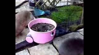 Hetty Hoovering The Garden