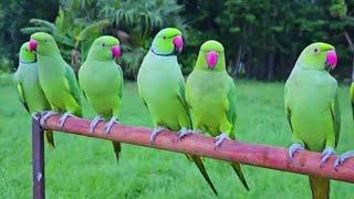 cute parrots funny video