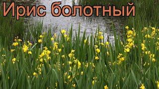 Ирис болотный (iris pseudacorus)  болотный ирис обзор: как сажать, саженцы ириса