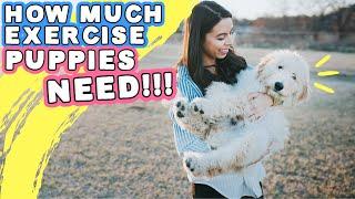 HOW TO EXERCISE PUPPY SAFELY!  Must watch for puppy parents & AVOID THIS