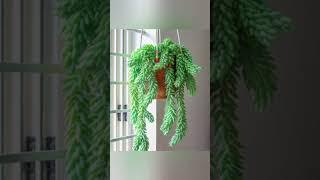 Top 6 Indoor Hanging Plants