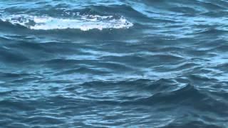 shark adventure.  Deep sea fishing.  Los cabos.   Melinda Ayoub