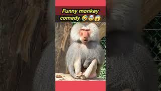 #monkey 