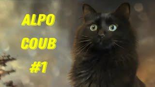 AlpoCoub #1 The Best Coub of March #1| Лучшие Приколы Марта #1