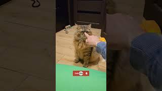 Beep Beep | Nafantik  #shorts #cat