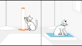 How to create a harmonious multi-cat household | The Battersea Way