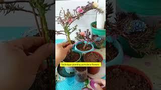 technique plant portulaca flower in pot 🪴 #garden #handmadeplanter #gardenflower