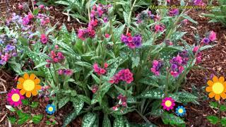 Медуница гибридная Распберри Сплэш. Краткий обзор, описание pulmonaria hybridum Raspberry Splash