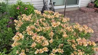 Inca Ice Alstroemeria