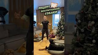 Готовим идеальную собаку по рецепту Дмитрия из AlfaBulls