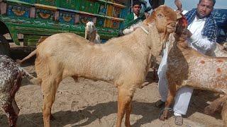 50 bakriyan ke laat Ajmal TV Hasilpur