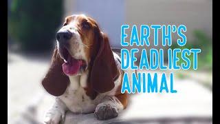 earth's deadliest animal: basset hound