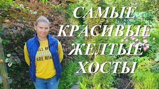 Самые красивые желтые хосты