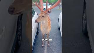 Sika deer still have white spots even after adulthood#animals #funnyanimal #funny #sikadeer #cute