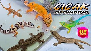 CICAK CICAK DI DINDING - Lagu CICAK | Cicak Warna-Warni VIRAL!
