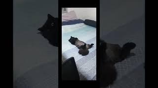 short #shortvideo #shorts #shortsvideo #finalbraincell #howtocat #funnycatsoftiktok #funnycat