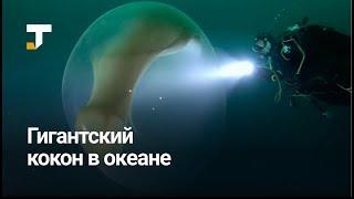 Дайверы нашли огромный кокон в Северном Ледовитом океане