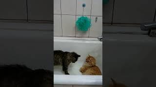 cats fight