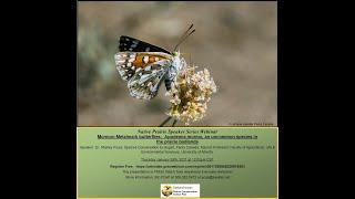 Mormon Metalmark butterflies:   Apodemia mormo, an uncommon species in the prairie badlands