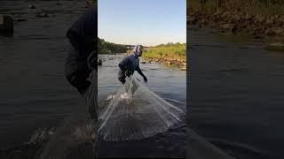 IKAN BERKELIARAN DISUNGAI DANGKAL DAN JERNIH #SHORTS #JALAIKAN