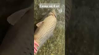 Отпускаем сазана назад в озеро, пусть растет! #fishing #карп #carpfishing #рыбалка  #поймалотпусти