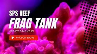 SPS Reef Frag Tank UPDATE 8 Months!