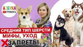 Уход за природным типом шерсти. Груминг вельш корги, мифы, бритье