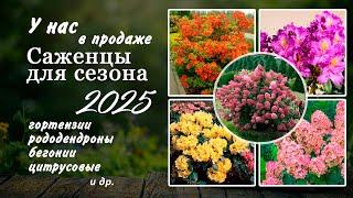 Саженцы гортензий и декоративных кустарников к сезону 2025