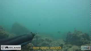 Pescasub : Orate all'aspetto nel Lazio Çipura - Claudio Basili