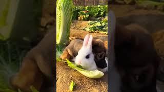 Rabbit vs dog#rabbit #dog