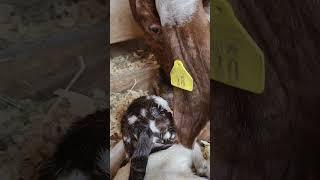 Dreamer has Triplets!!#goats #farmlife #farm #goatfarm #goat##goatlife#babygoats#goatlovers