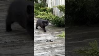 Cute Little Kitten Meowing For Her Mommy! #shorts #kitten #kittensmeowingformom #catlover #meow