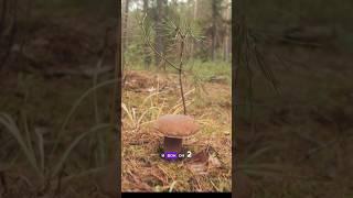 Белый гриб боровик в ноябре #nature #боровики #белыйгриб #грибы