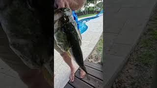 we caught a monster bass