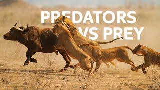 Lions Vs Buffalo: Apex Predators Hunt Buffalo For Survival | Wildlife Documentary