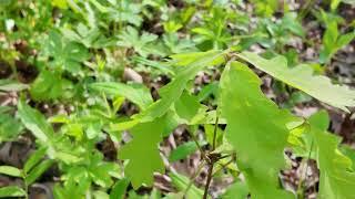 Oak and hickory saplings are EXPLODING thanks to DuPage Forest Preserve restoration projects