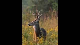 The Wild Beauty of Moose #wildlife #wildliferescue #deer #smartsocietymysteries