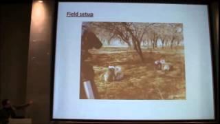 Riccardo Pansini: Cooperation in wild vervet monkeys