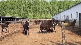 The female donkey chased by the male donkey in heat runs around, can it finally succeed?