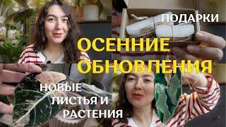 РАСТЕНИЕ, которое я ТАК ДОЛГО ждала | ПОДАРКИ бустеров | ноябрьский ОБЗОР новых листьев и ЦВЕТЕНИЯ 