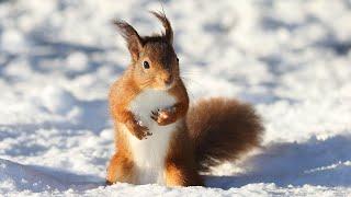 01. Squirrels in Samara. Russia. Белки в Самаре. Россия.