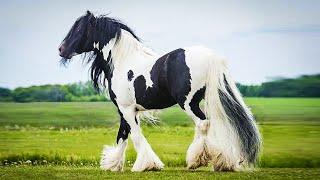 Top 10 Most Beautiful Horse Breeds In The World