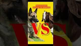 Pertarungan anjing vs kambing, siapa yang menang? #shorts