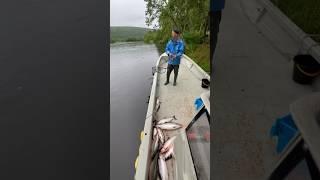 Когда рыбалка превращается в работу . #fishing #salmon #горбуша #кижуч #кунджа #голец #рыбалка