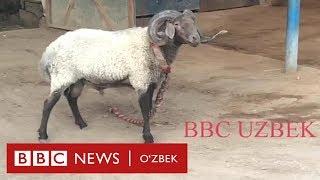 Ўзбекистон: қўчқор урушга қандай тайёрланади? - BBC Uzbek