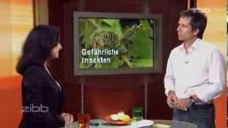 Insektenstiche | Dr. Yael Adler