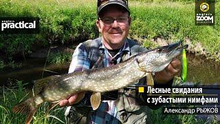 Лесные свидания с зубастыми нимфами. Александр Рыжов. Anglers Practical