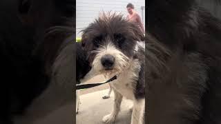The dog before and after being rescued #dog #dogrescue #rescue #rescuedog