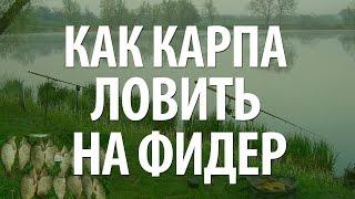 РЫБА КАРП - ЛОВЛЯ КАРПА НА ФИДЕР