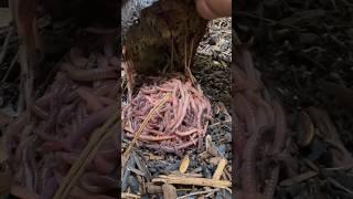 Passive way to gather your composting worms #wormfarm #wormbin #vermicompost #composting #compost